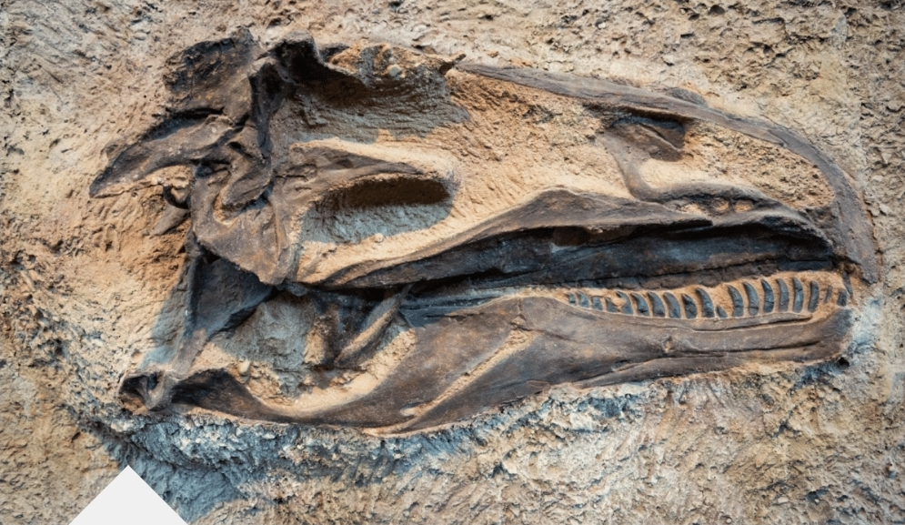 Scientists Discover 260-Million-Year-Old Apex Predator in South Africa, Rewriting Evolution Timeline